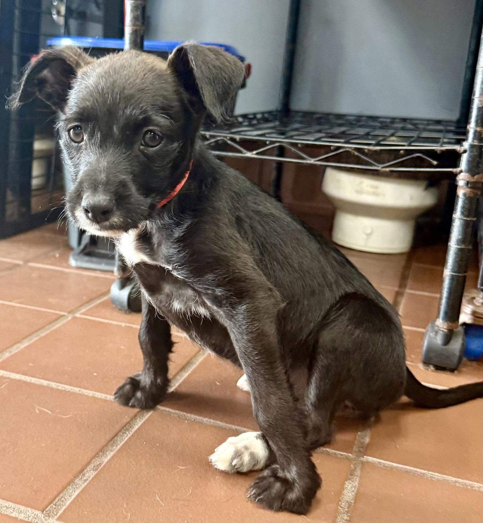Enlarge Tux, a Adoptable Terrier in Lake Hopatcong, NJ image 2/3