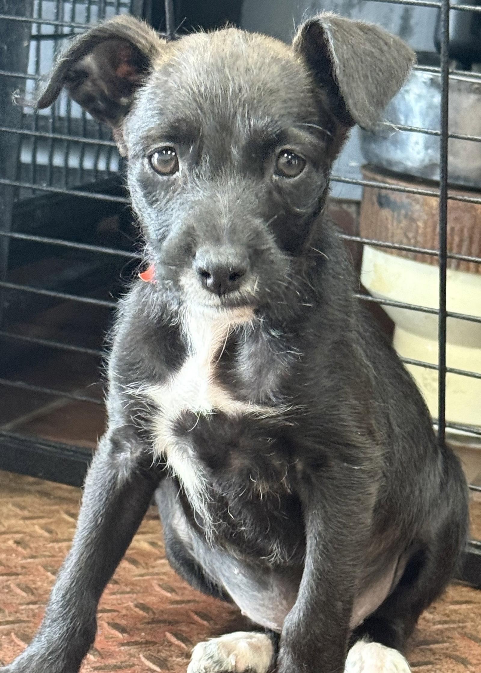 Enlarge Tux, a Adoptable Terrier in Lake Hopatcong, NJ image 3/3