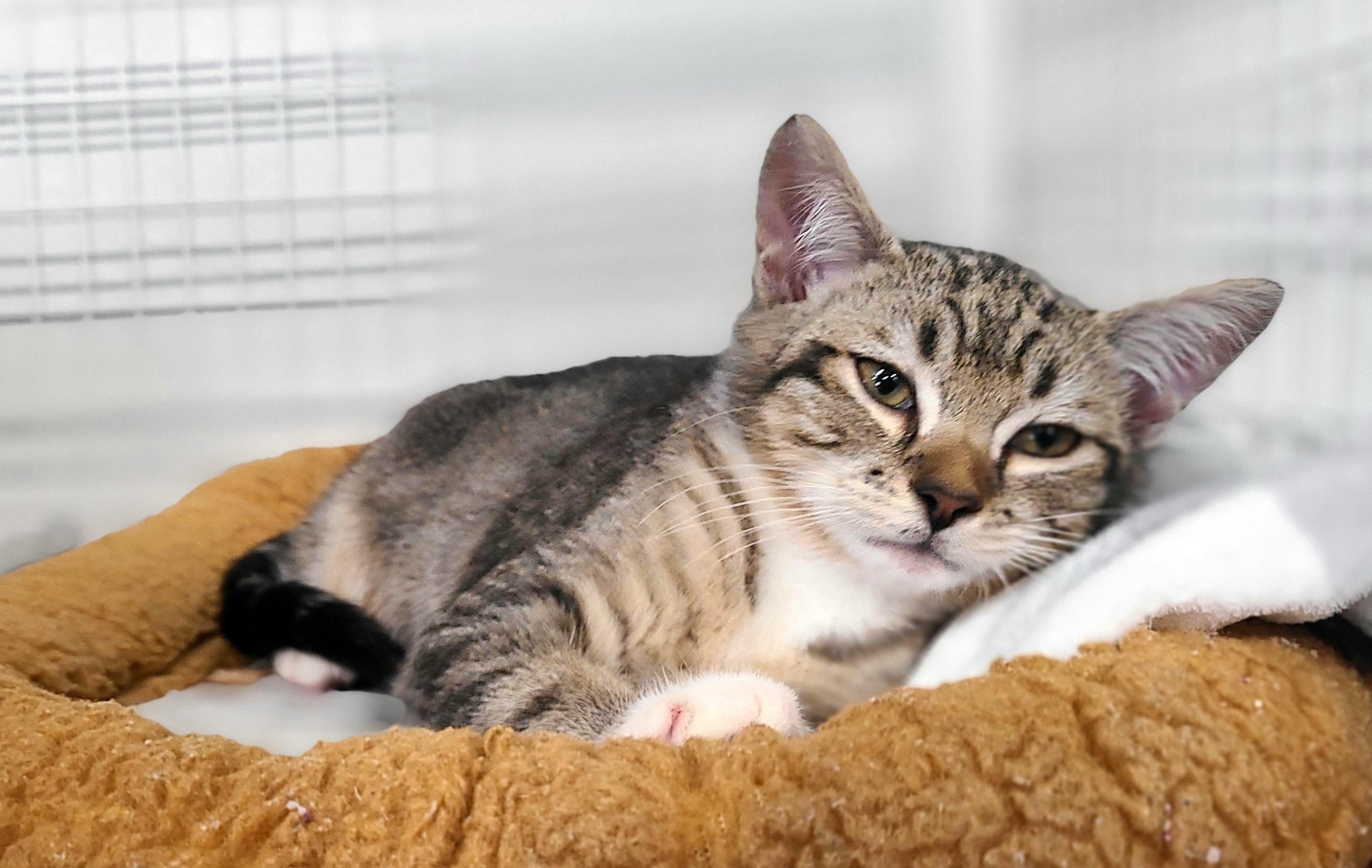 Aviva, Koki & Martin, a ADOPTABLE Domestic Short Hair in Kirkland, WA image 3/3