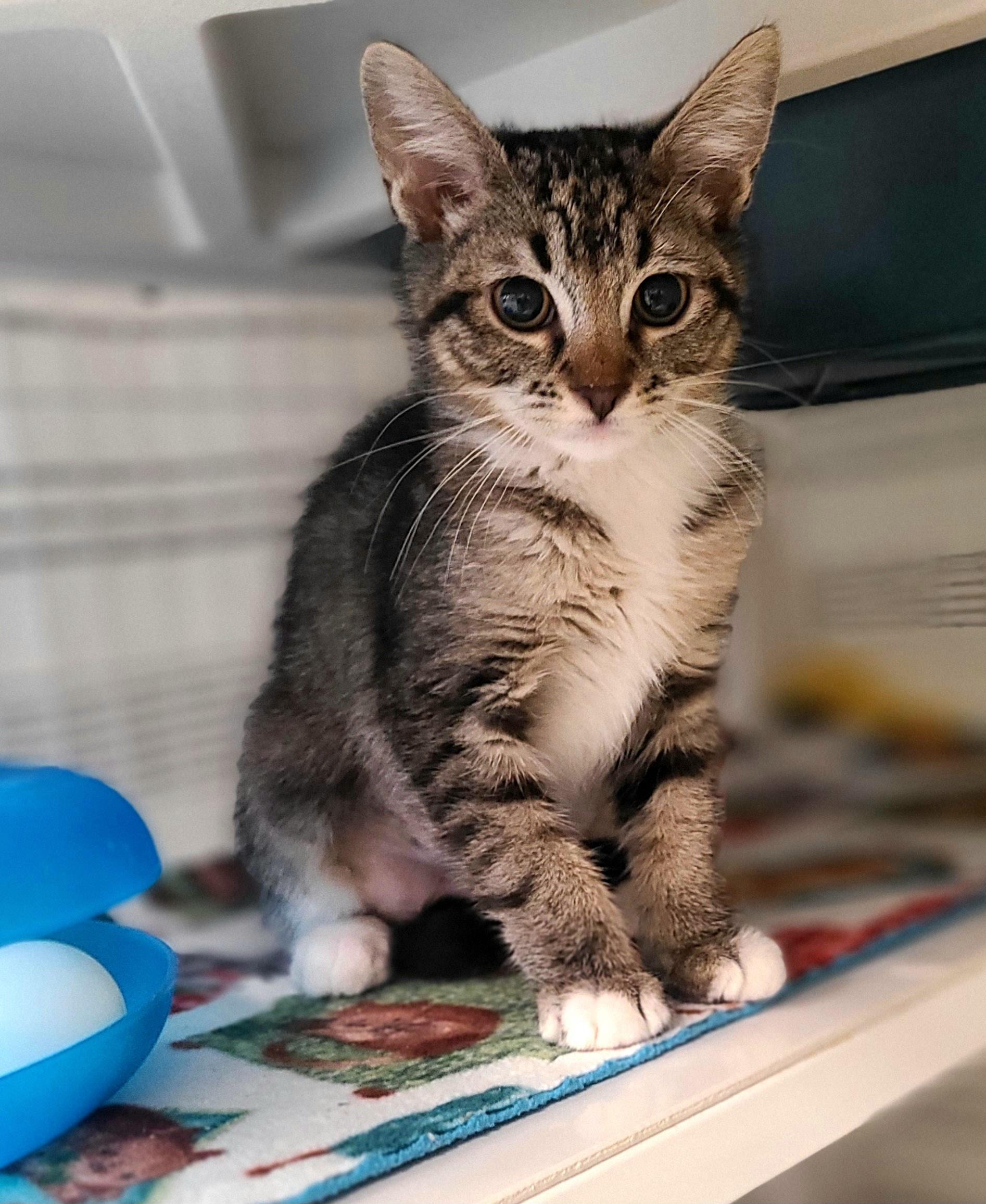 Aviva, Koki & Martin, ADOPTABLE, Kitten Female Domestic Short Hair.