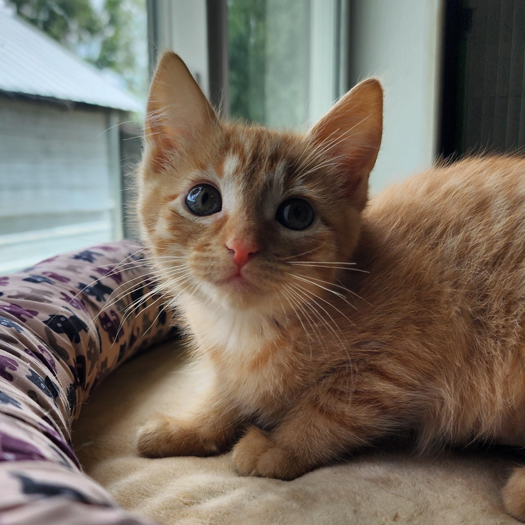 Enlarge Wanda, a ADOPTABLE Domestic Short Hair in Ely, MN image 1/1