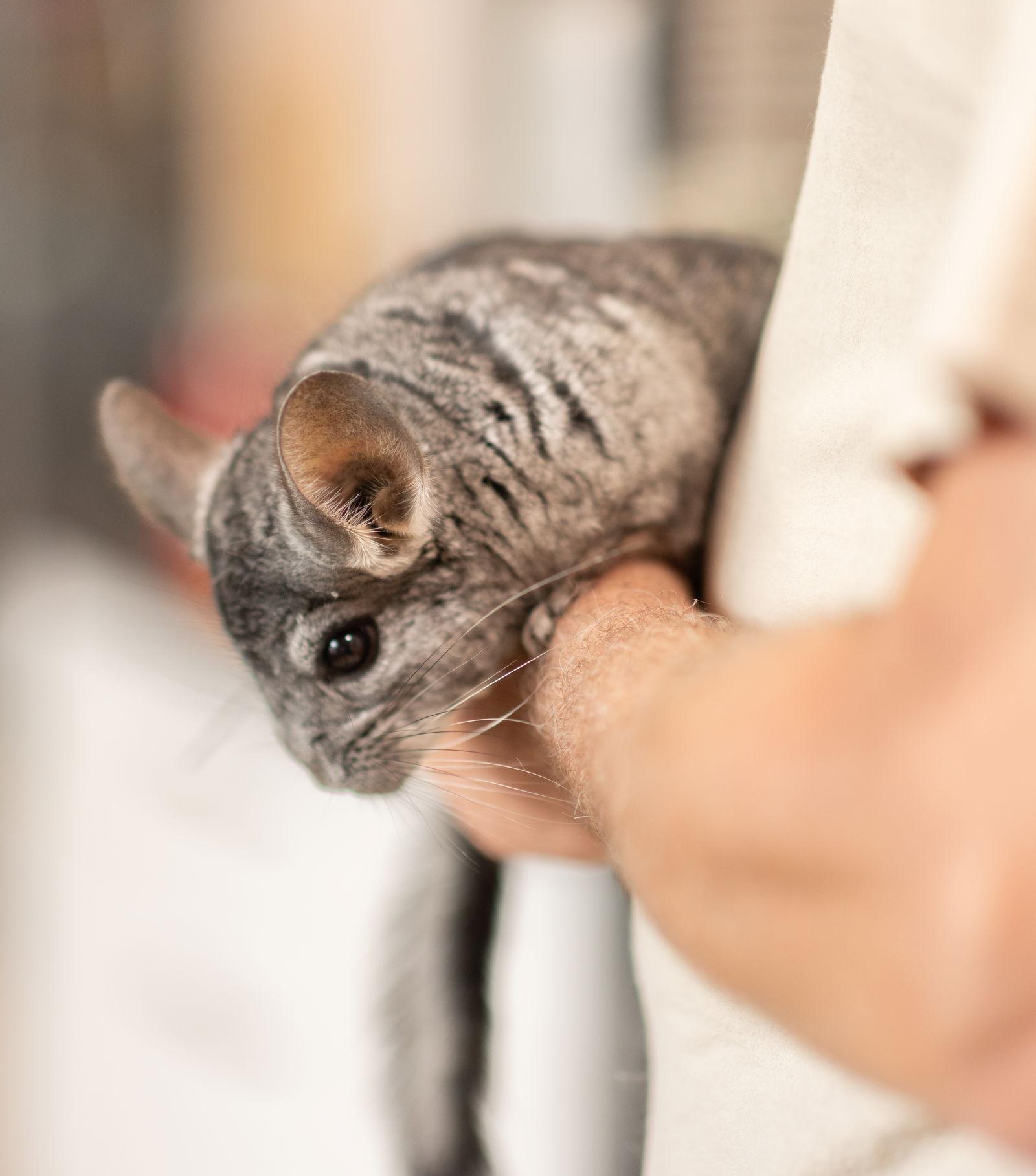 Noche, Adoptable, Adult Male Chinchilla.