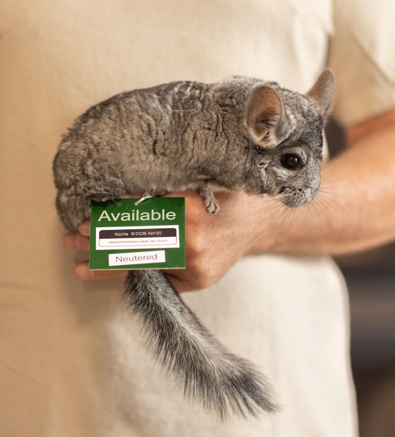 Noche, Adoptable, Adult Male Chinchilla.