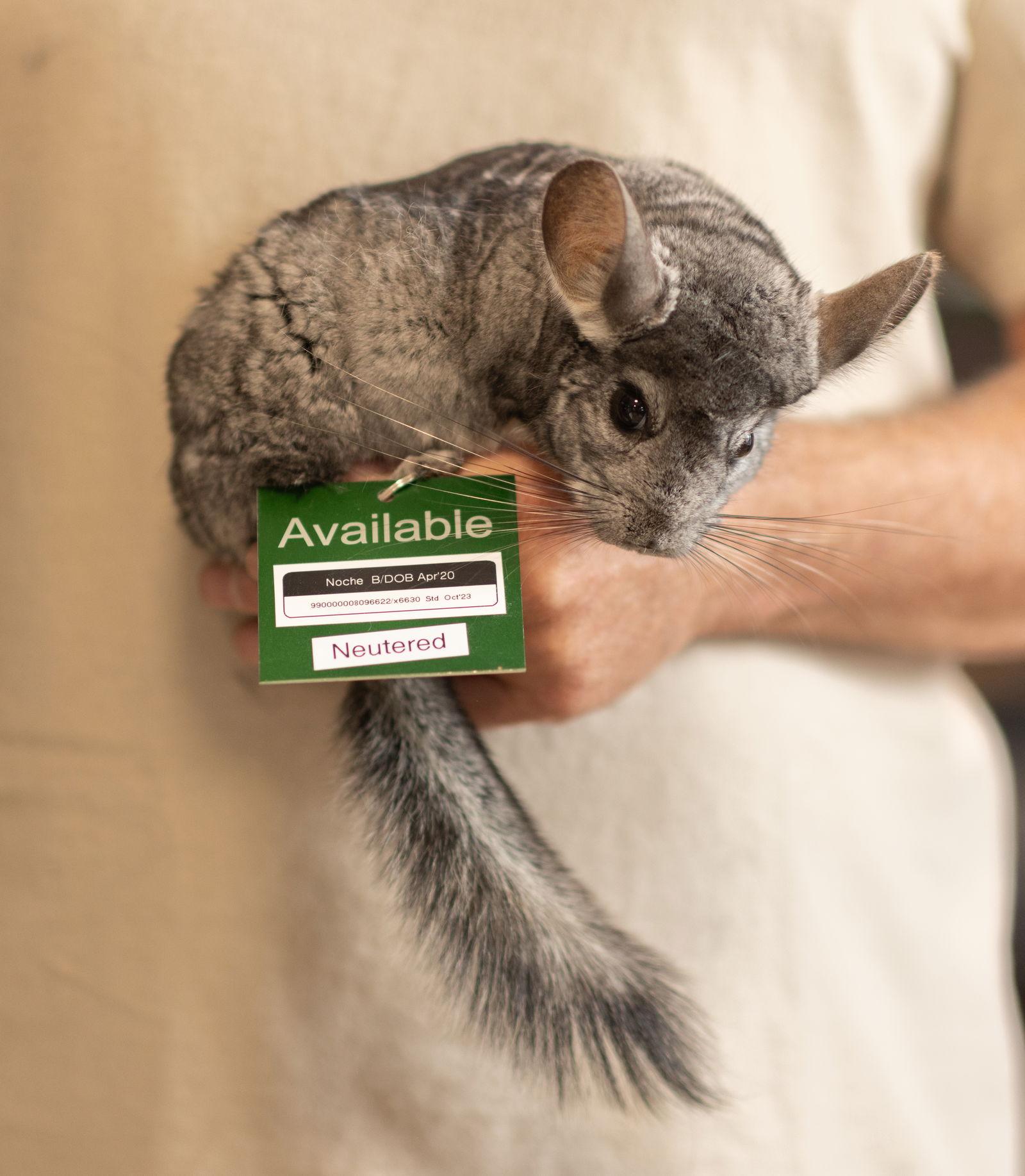 Enlarge Noche, a Adoptable Chinchilla in Sunnyvale, CA image 3/3