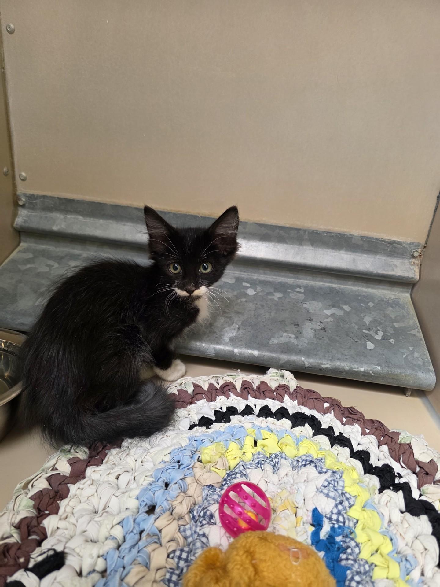 Enlarge 61644272, an adopted Domestic Medium Hair in Elko, NV image 1/1