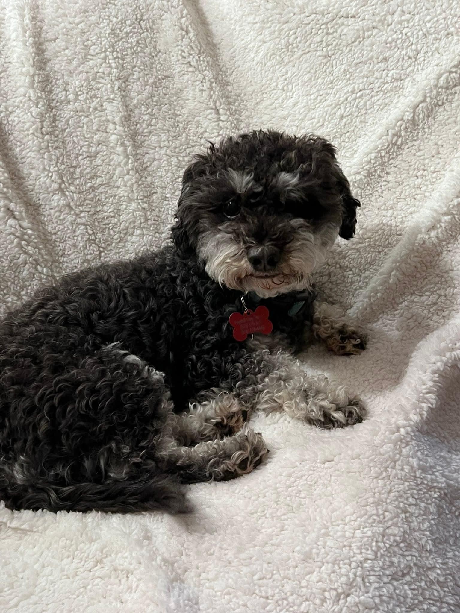 26CeCe, an adopted mixed breed in Shingle Springs, CA image 1/3