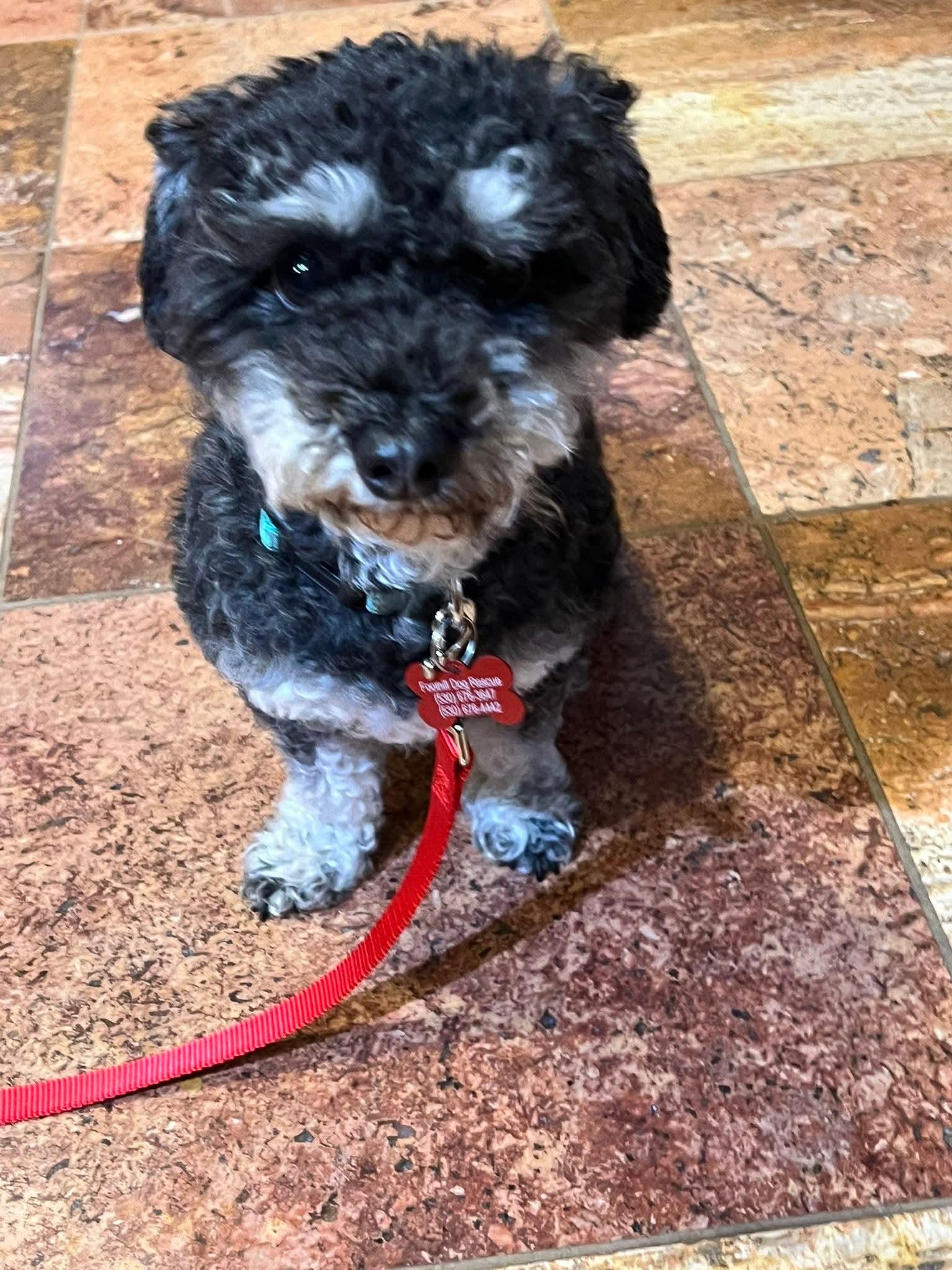 26CeCe, an adopted mixed breed in Shingle Springs, CA image 3/3