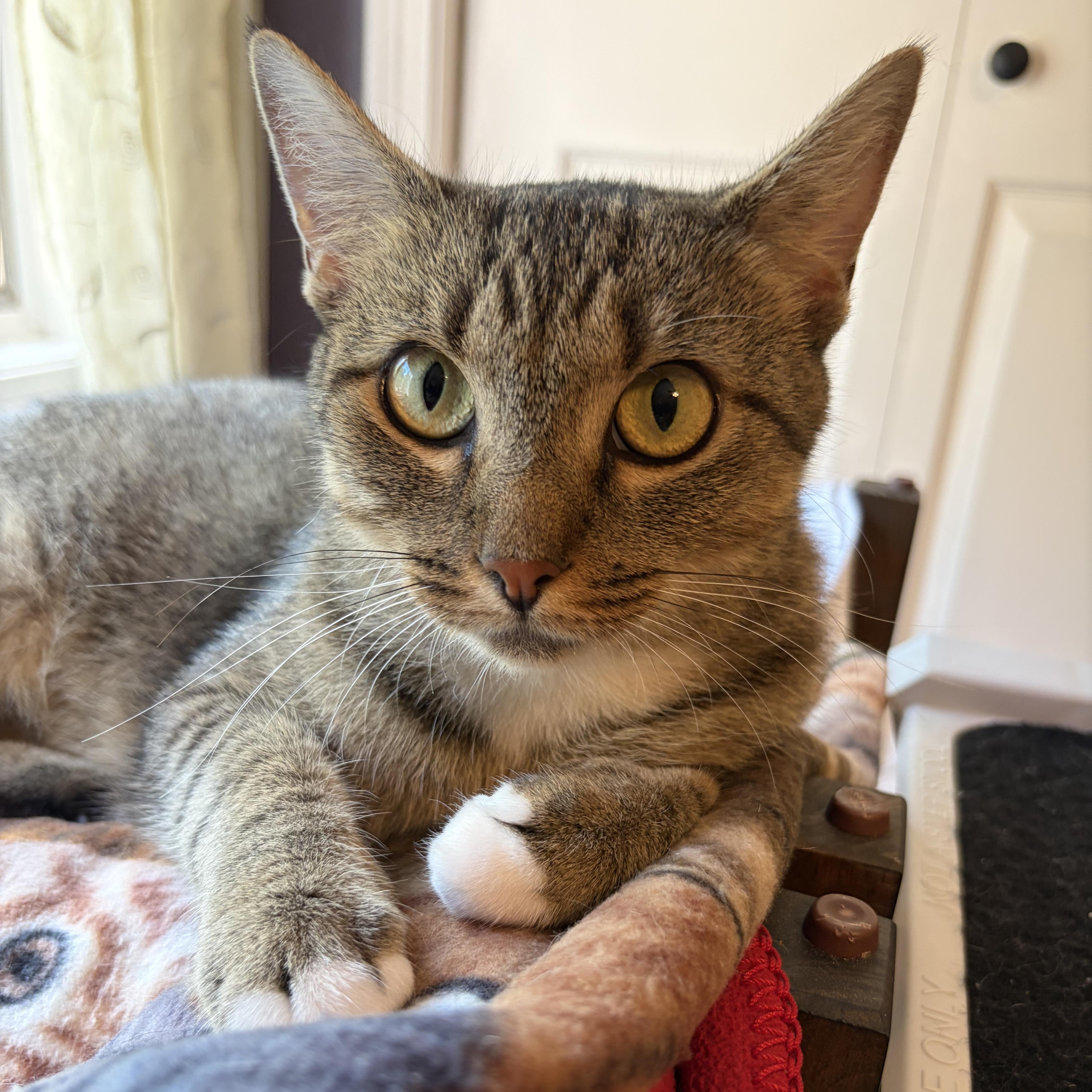 Enlarge Mama Carly, a Adoptable Domestic Short Hair in Huntington, MA image 5/6