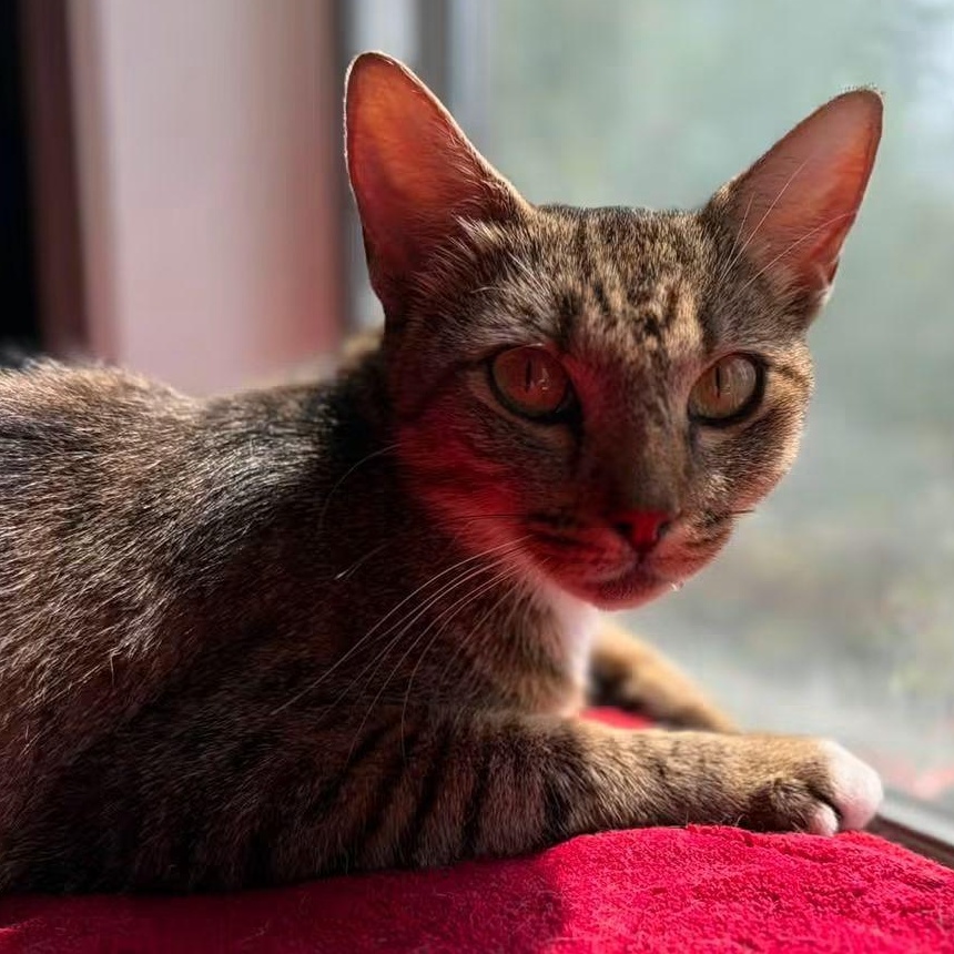 Mama Carly, Adoptable, Young Female Domestic Short Hair.
