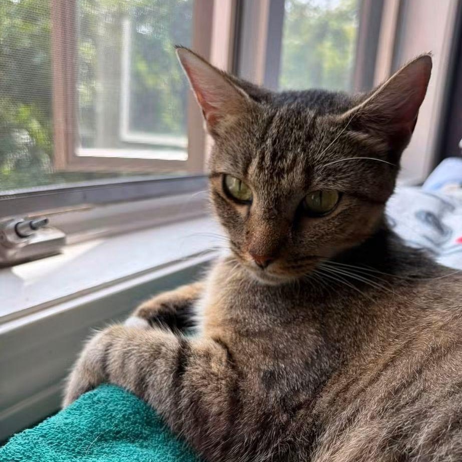 Enlarge Mama Carly, a Adoptable Domestic Short Hair in Huntington, MA image 3/6