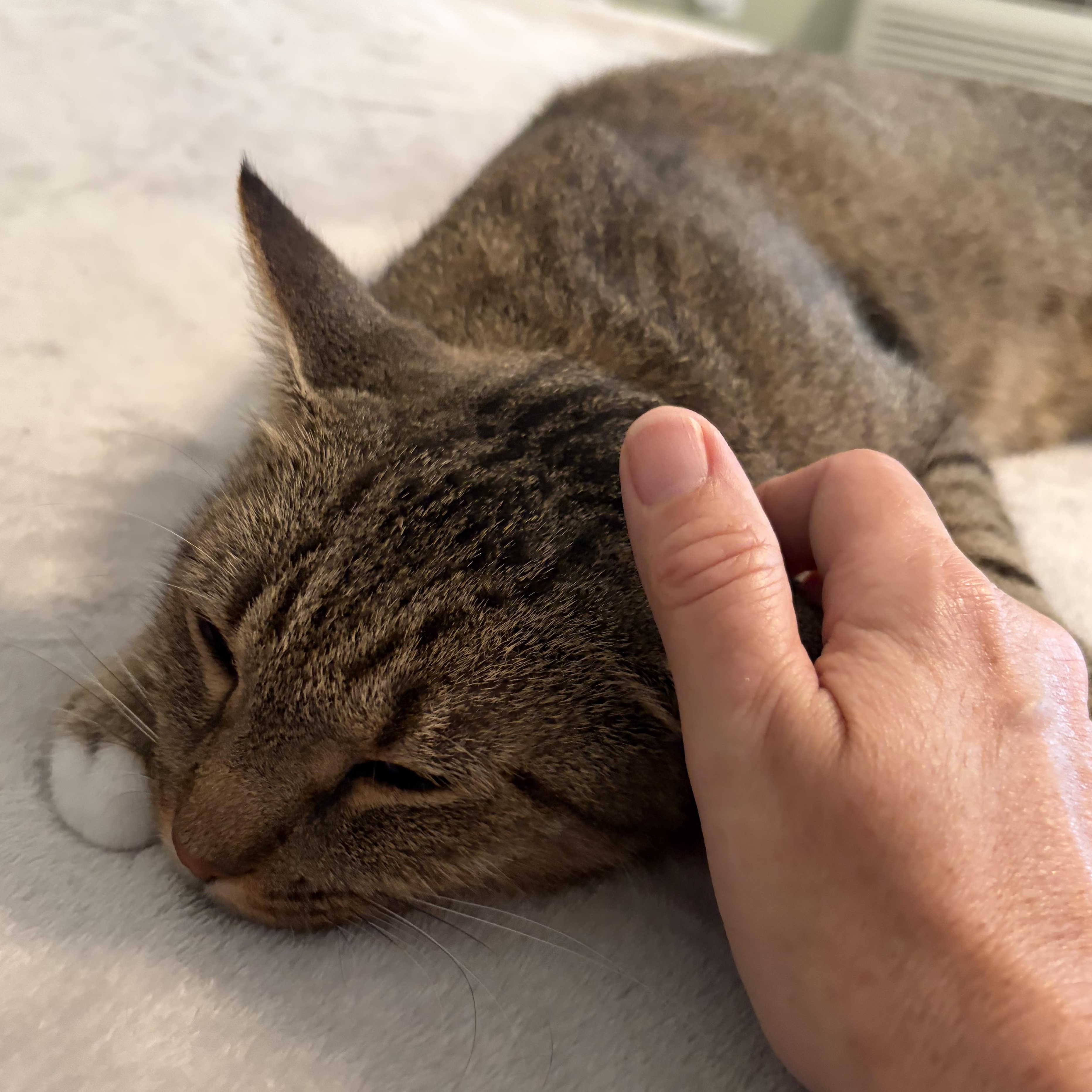 Enlarge Mama Carly, a Adoptable Domestic Short Hair in Huntington, MA image 4/6