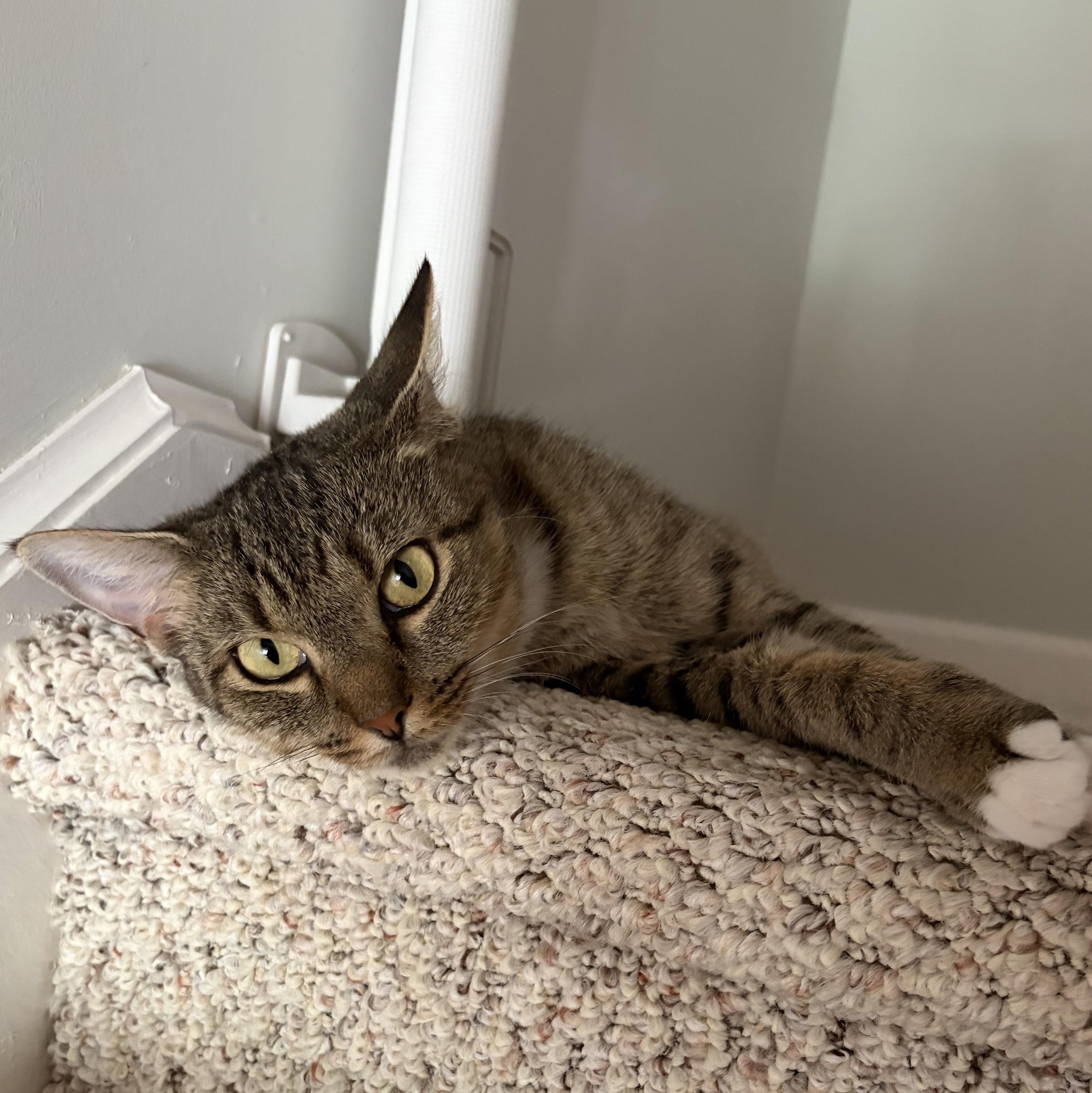 Enlarge Mama Carly, a Adoptable Domestic Short Hair in Huntington, MA image 6/6