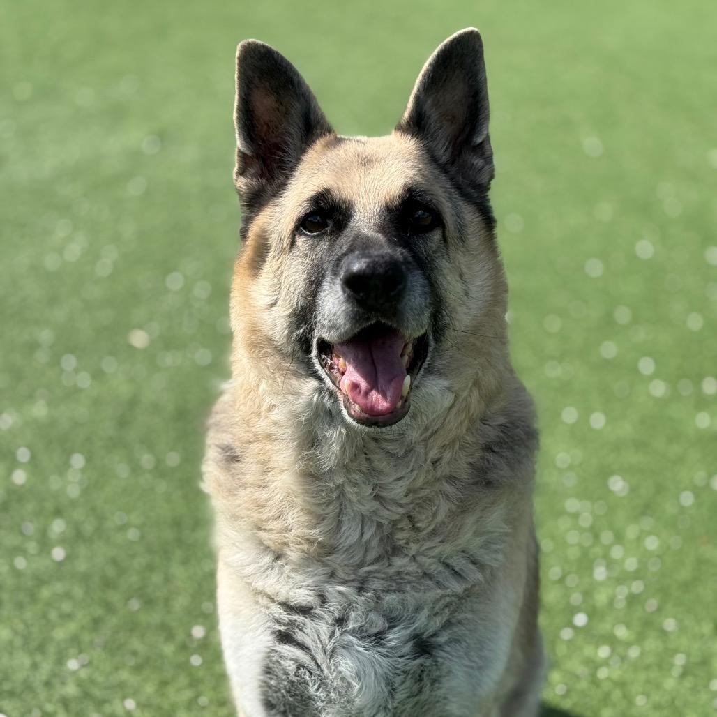 Rocky AKA Iggy — thumbnail 3