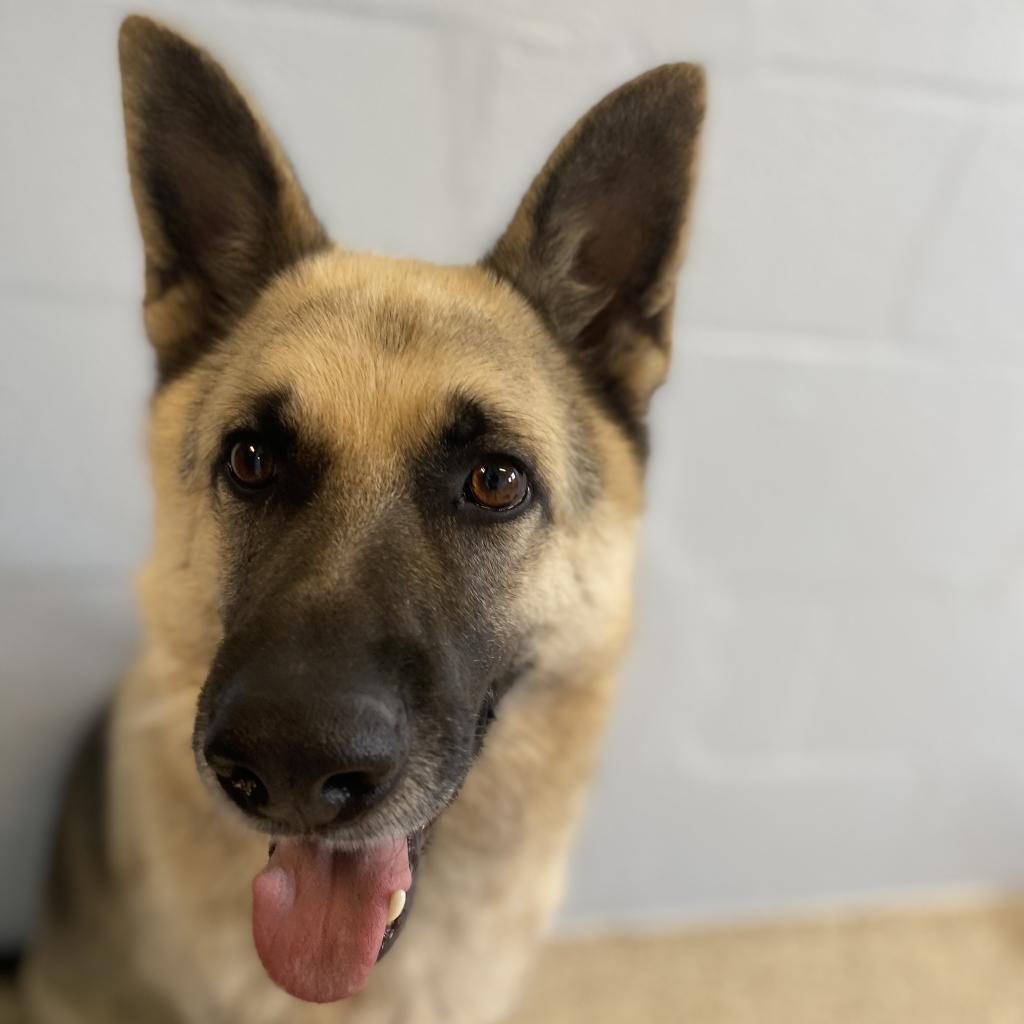 Rocky AKA Iggy — thumbnail 4