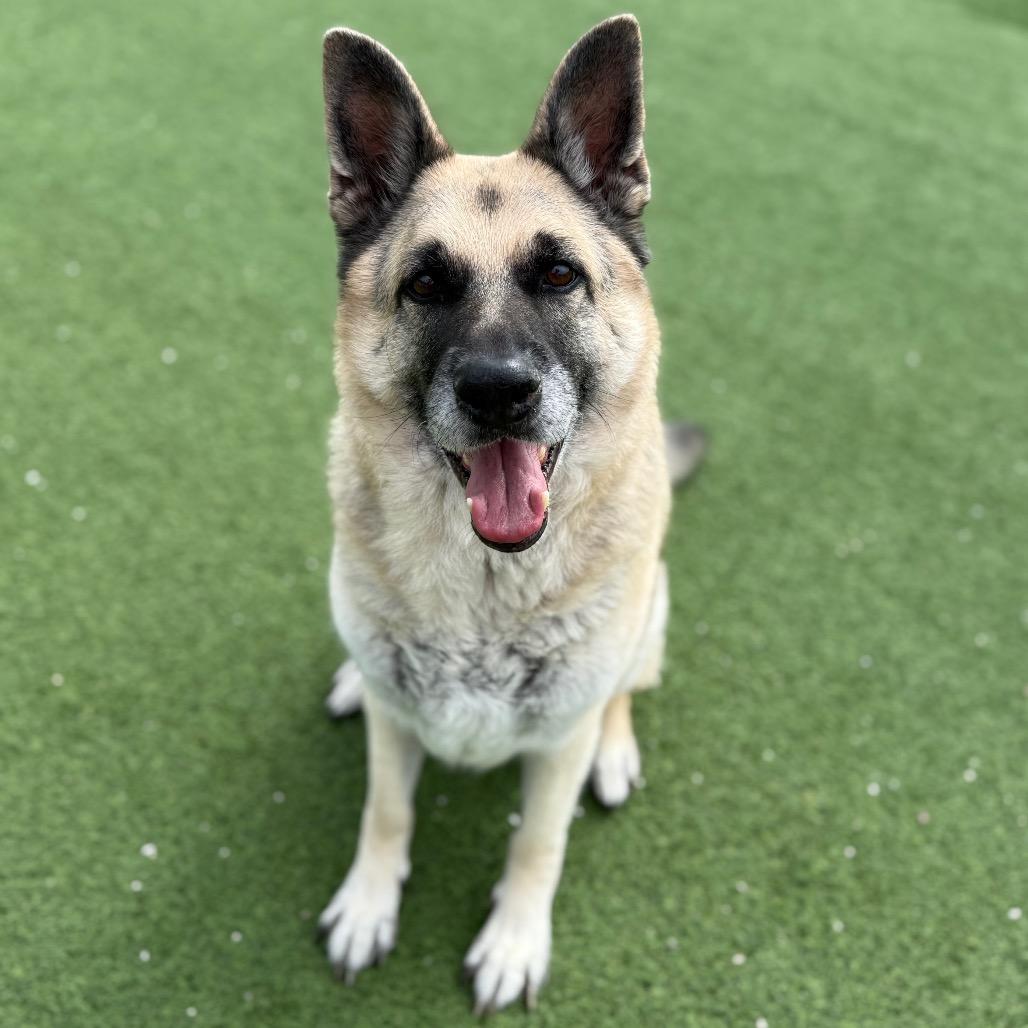 Rocky AKA Iggy — thumbnail 5