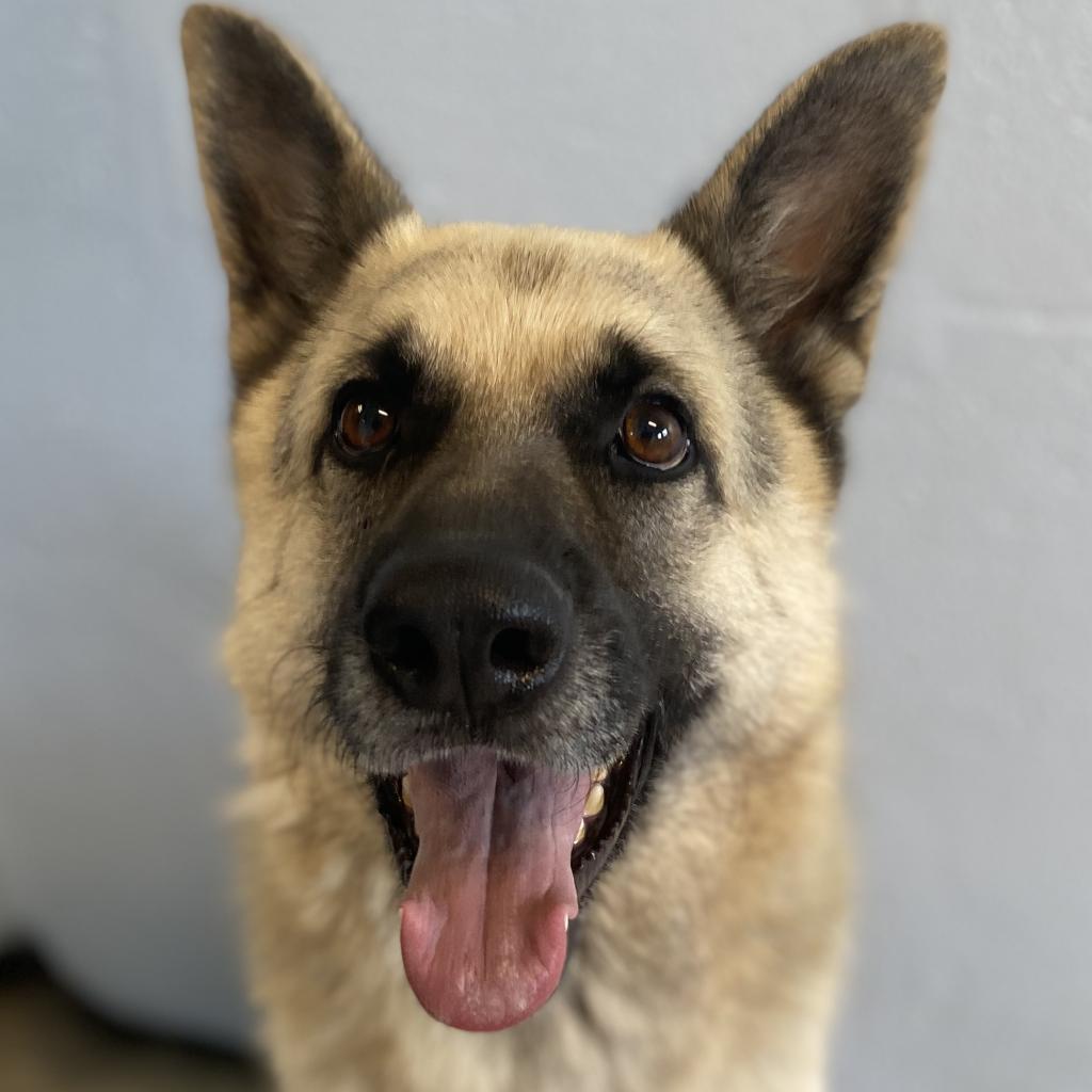 Rocky AKA Iggy — thumbnail 6