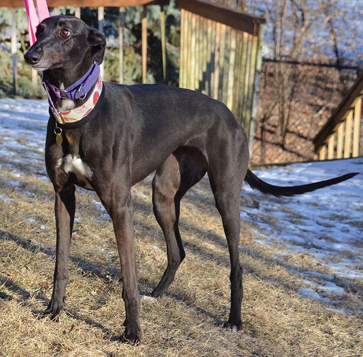 Enlarge Piper, a Adopted Greyhound in Minneapolis, MN image 1/3