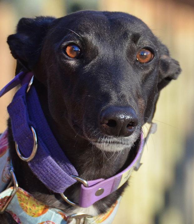 Enlarge Piper, a Adopted Greyhound in Minneapolis, MN image 2/3