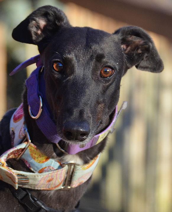 Enlarge Piper, a Adopted Greyhound in Minneapolis, MN image 3/3