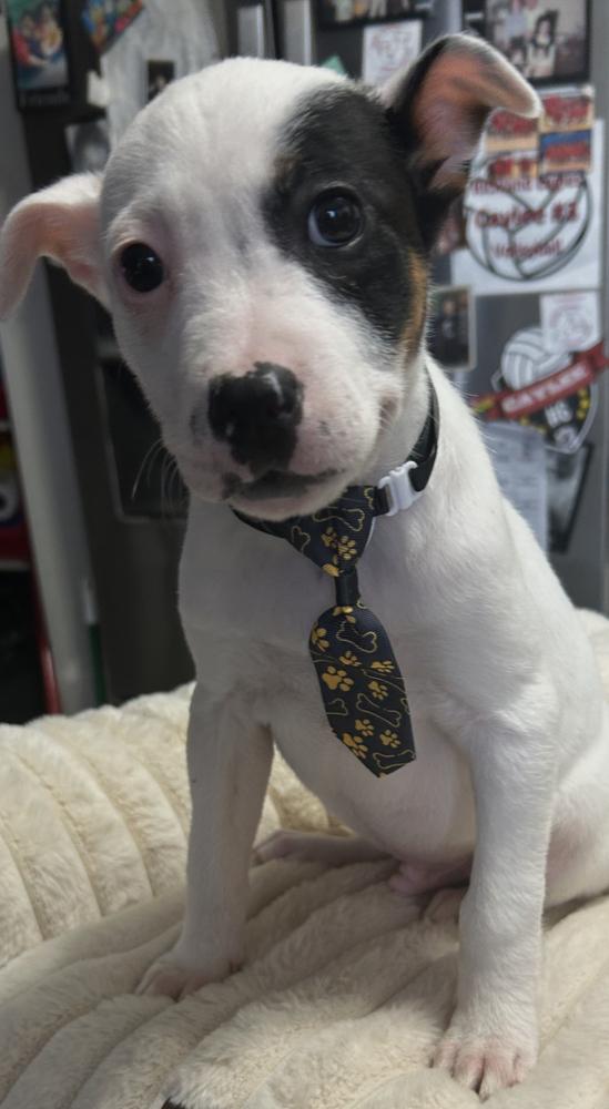 Gunner, a Adoptable mixed breed in Crest Hill, IL image 3/3