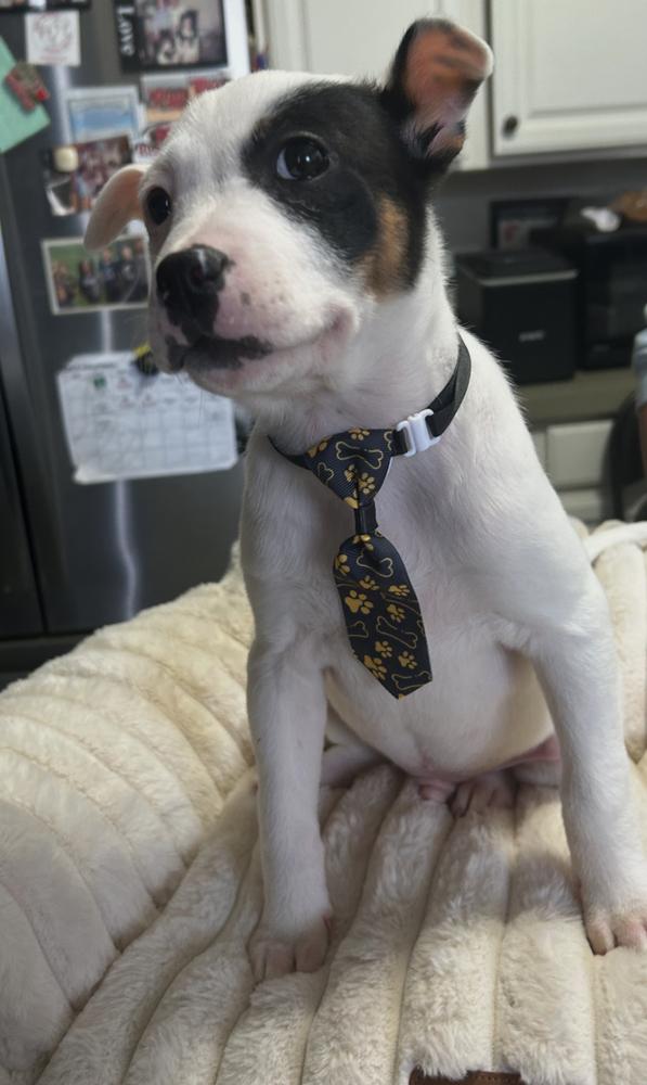 Gunner, a Adoptable mixed breed in Crest Hill, IL image 2/3