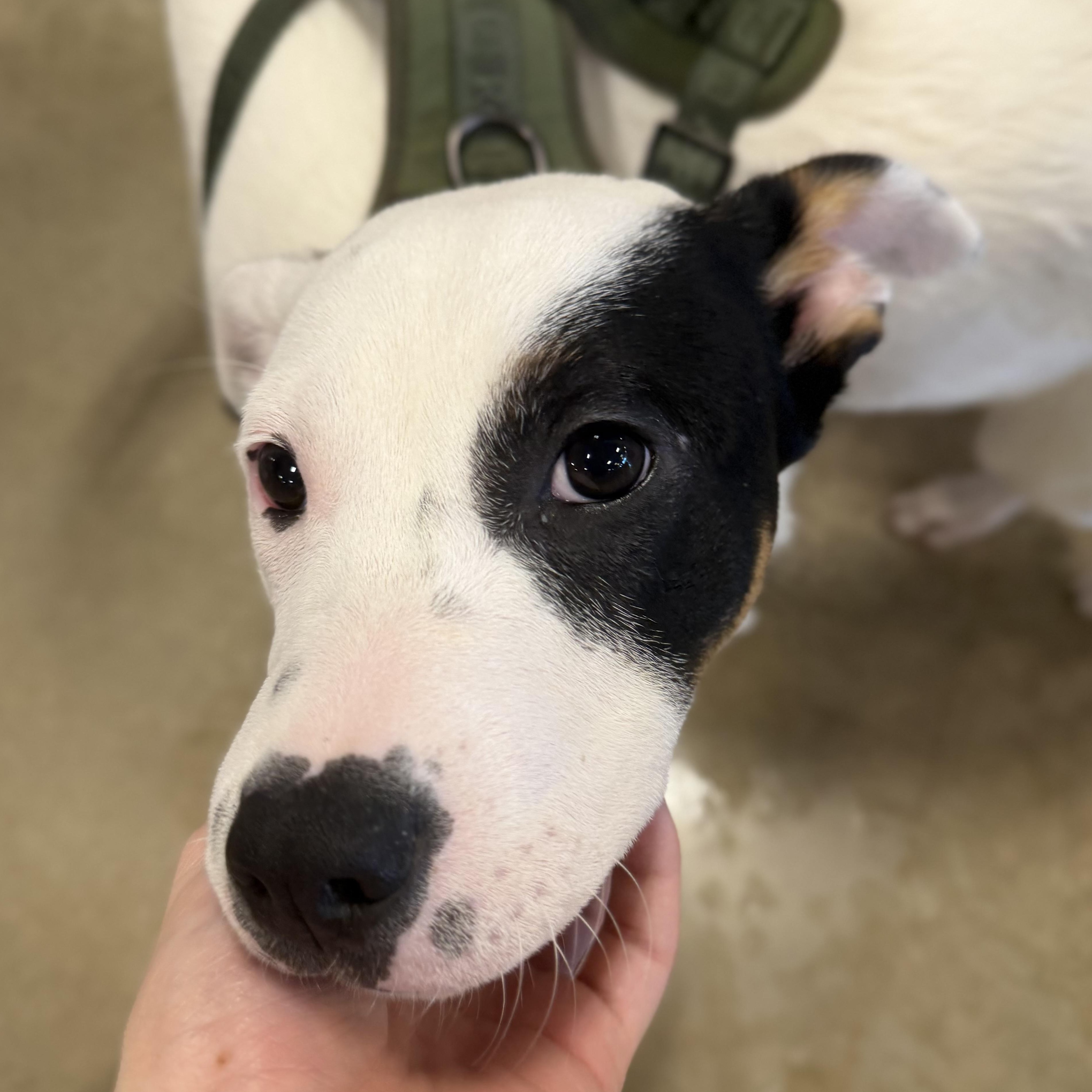 Gunner, a Adoptable mixed breed in Crest Hill, IL image 1/3