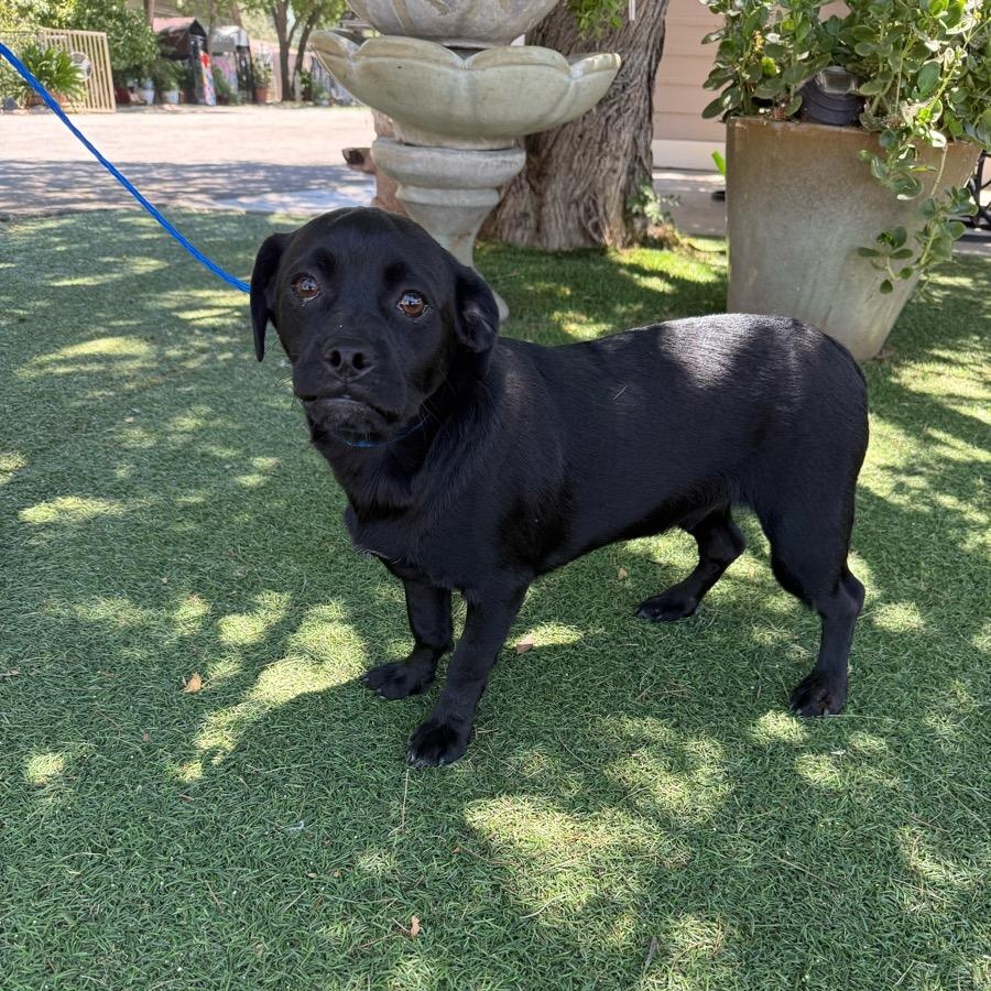 Bart, Adoptable, Young Male Pug.