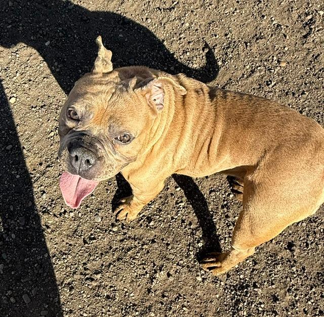 Fudge 26-11543, Adopted, Adult Female Pit Bull Terrier.