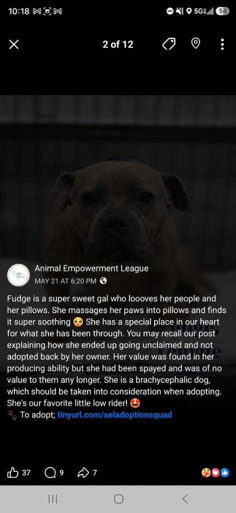 Fudge 26-11543, a Adopted Pit Bull Terrier in Minot, ND image 2/5