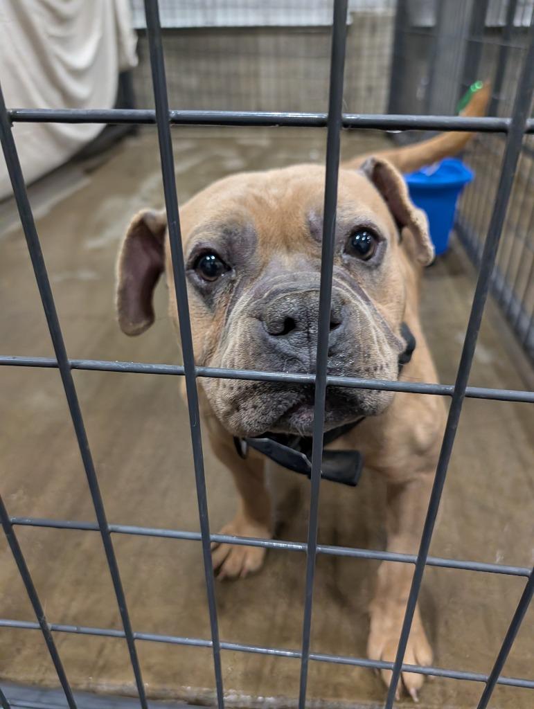 Fudge 26-11543, a Adopted Pit Bull Terrier in Minot, ND image 3/5