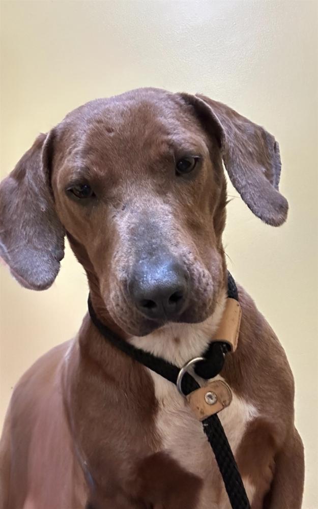 Enlarge Max, a Adoptable Dachshund in Brownstown, IN image 1/2