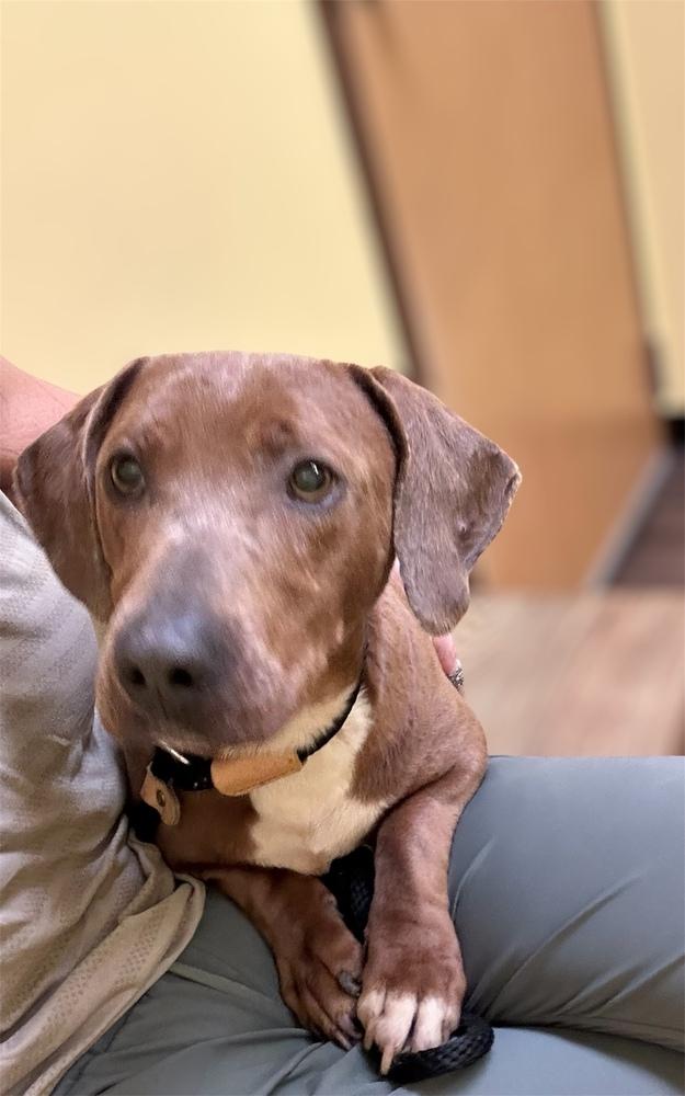 Enlarge Max, a Adoptable Dachshund in Brownstown, IN image 2/2