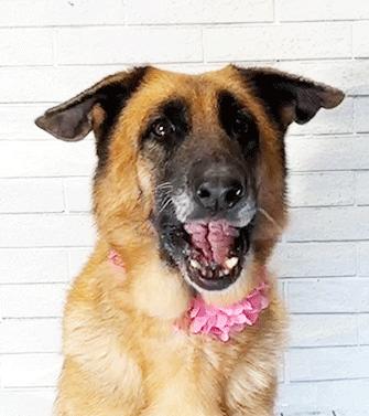 Enlarge EMIRATE, a ADOPTABLE German Shepherd Dog in Castro Valley, CA image 2/3