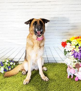 Enlarge EMIRATE, a ADOPTABLE German Shepherd Dog in Castro Valley, CA image 1/3