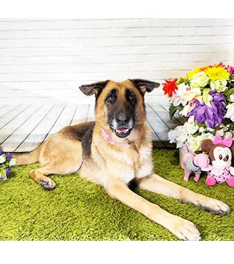 Enlarge EMIRATE, a ADOPTABLE German Shepherd Dog in Castro Valley, CA image 3/3