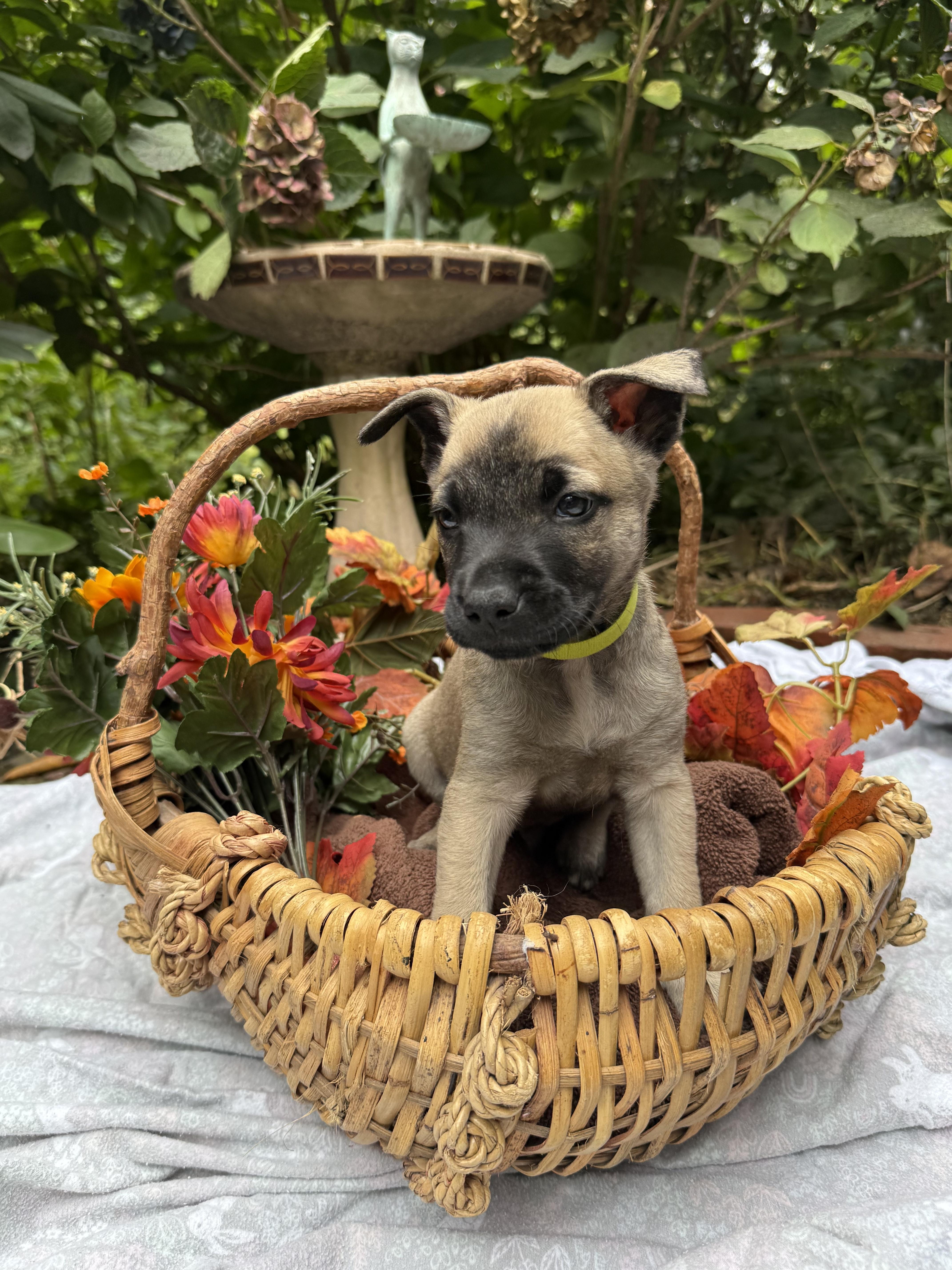 Enlarge Jude, a Adopted mixed breed in Chalfont, PA image 1/1