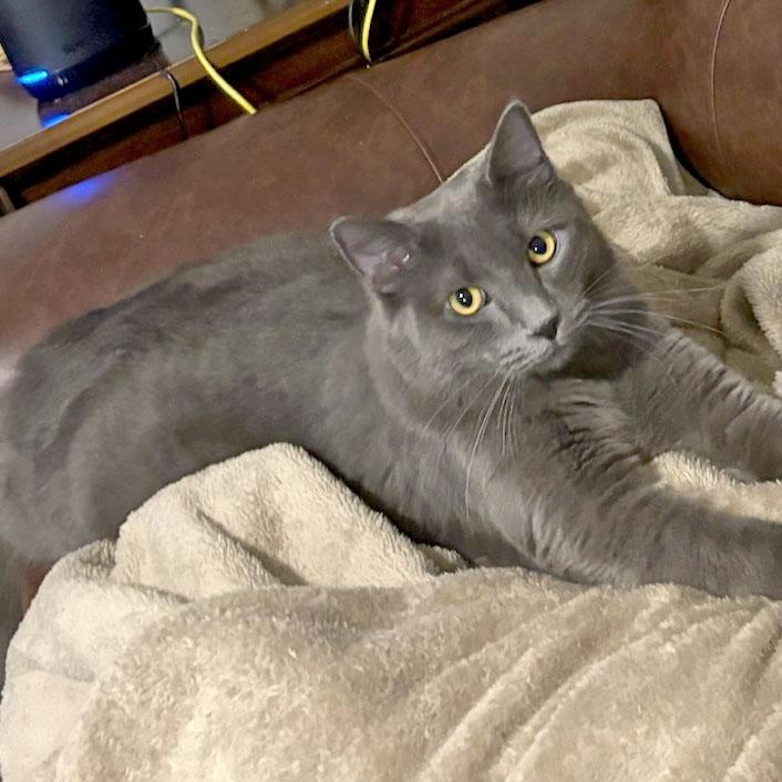 Chaney, ADOPTABLE, Young Male Nebelung & Russian Blue.