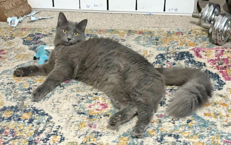 Enlarge Chaney, a ADOPTABLE mixed breed in Mauldin, SC image 2/4