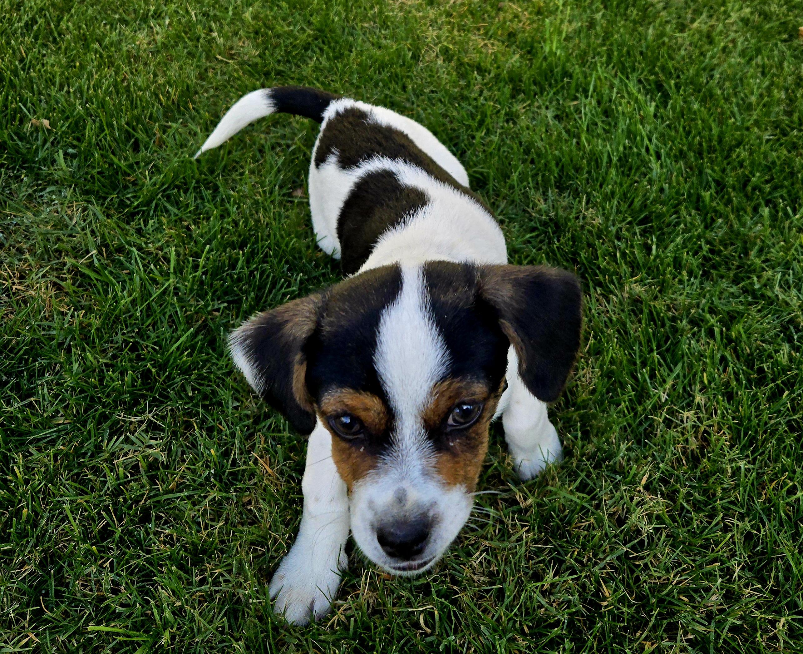 Enlarge Buster Six, an adoption pending mixed breed in Phoenix, AZ image 2/5