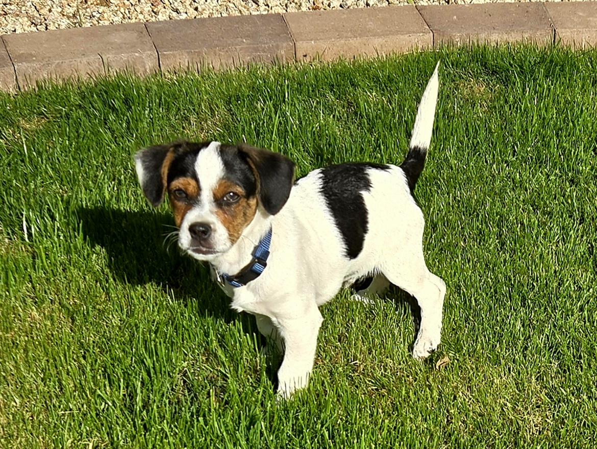 Enlarge Buster Six, an adoption pending mixed breed in Phoenix, AZ image 3/5
