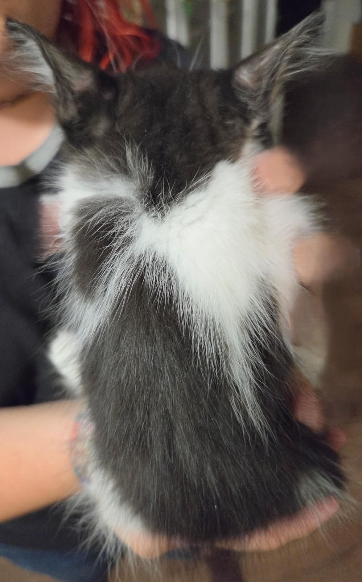 Enlarge Fowler, a Adoptable Domestic Medium Hair in Tehachapi, CA image 2/3