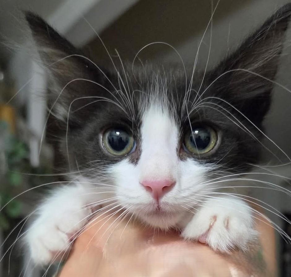 Fowler, Adoptable, Kitten Male Domestic Medium Hair.