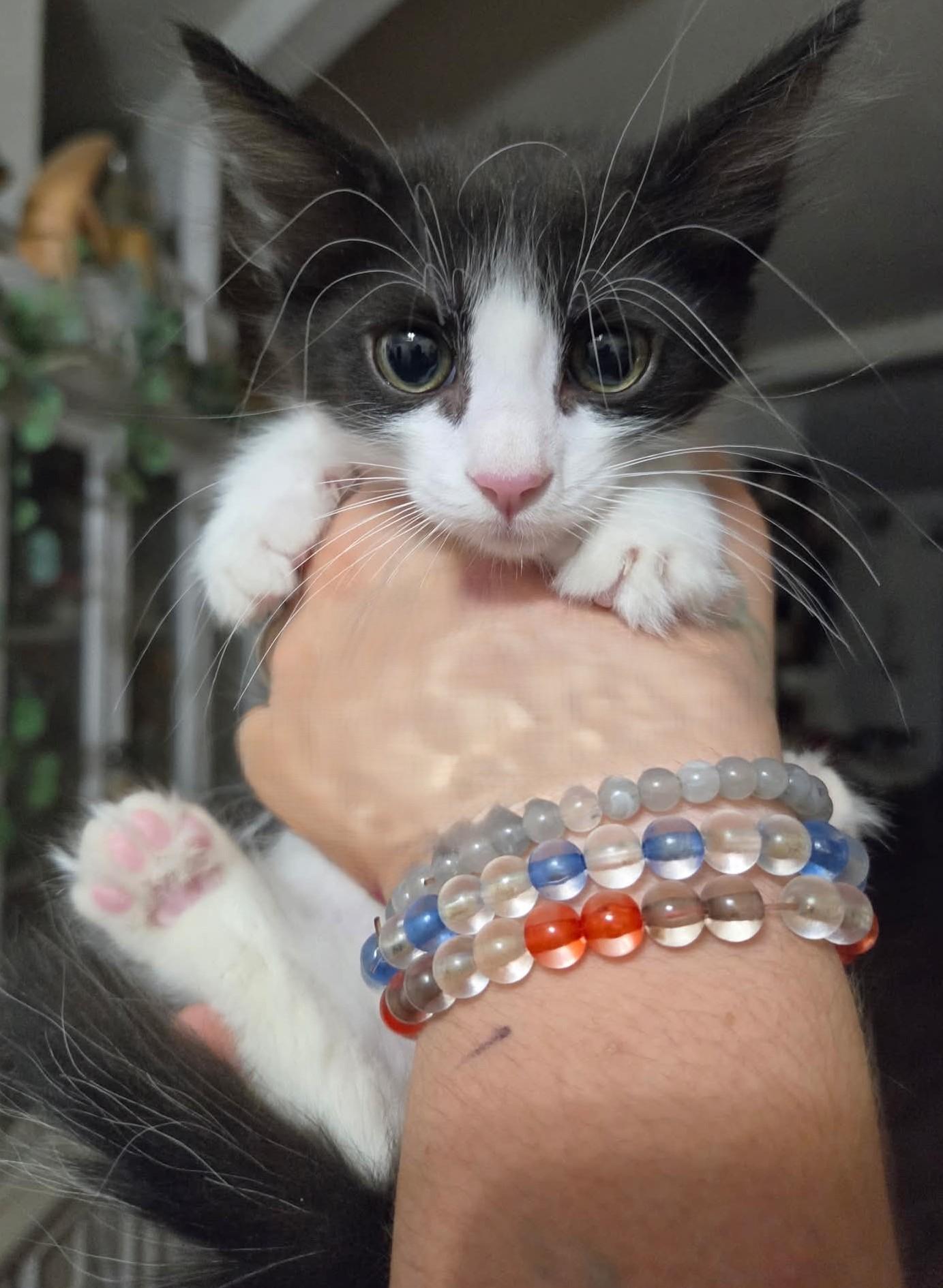 Enlarge Fowler, a Adoptable Domestic Medium Hair in Tehachapi, CA image 3/3