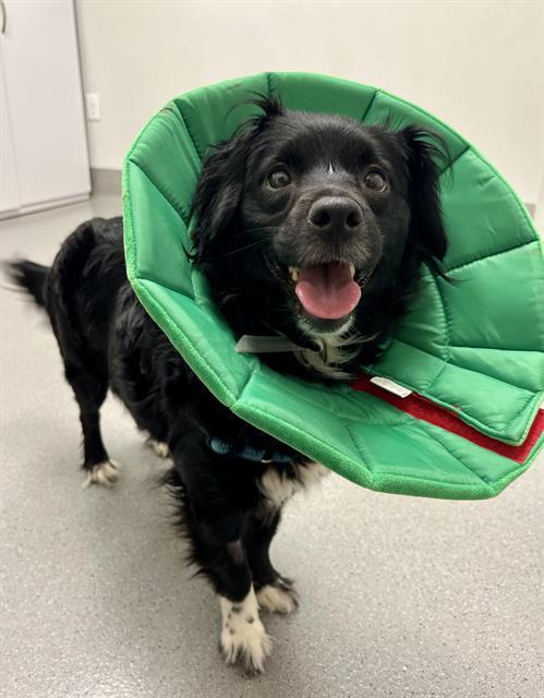 Enlarge ASPEN, a Adoptable mixed breed in San Francisco, CA image 1/1