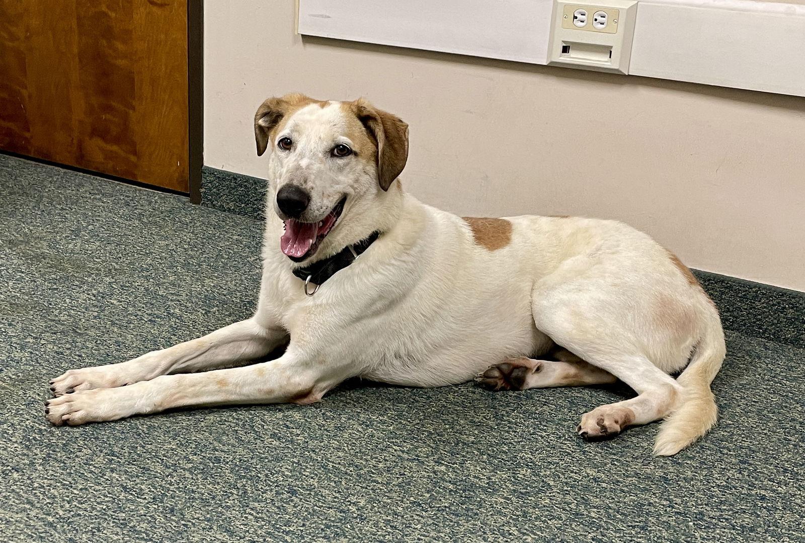 Fantasia, Adoptable, Adult Female Mixed Breed.