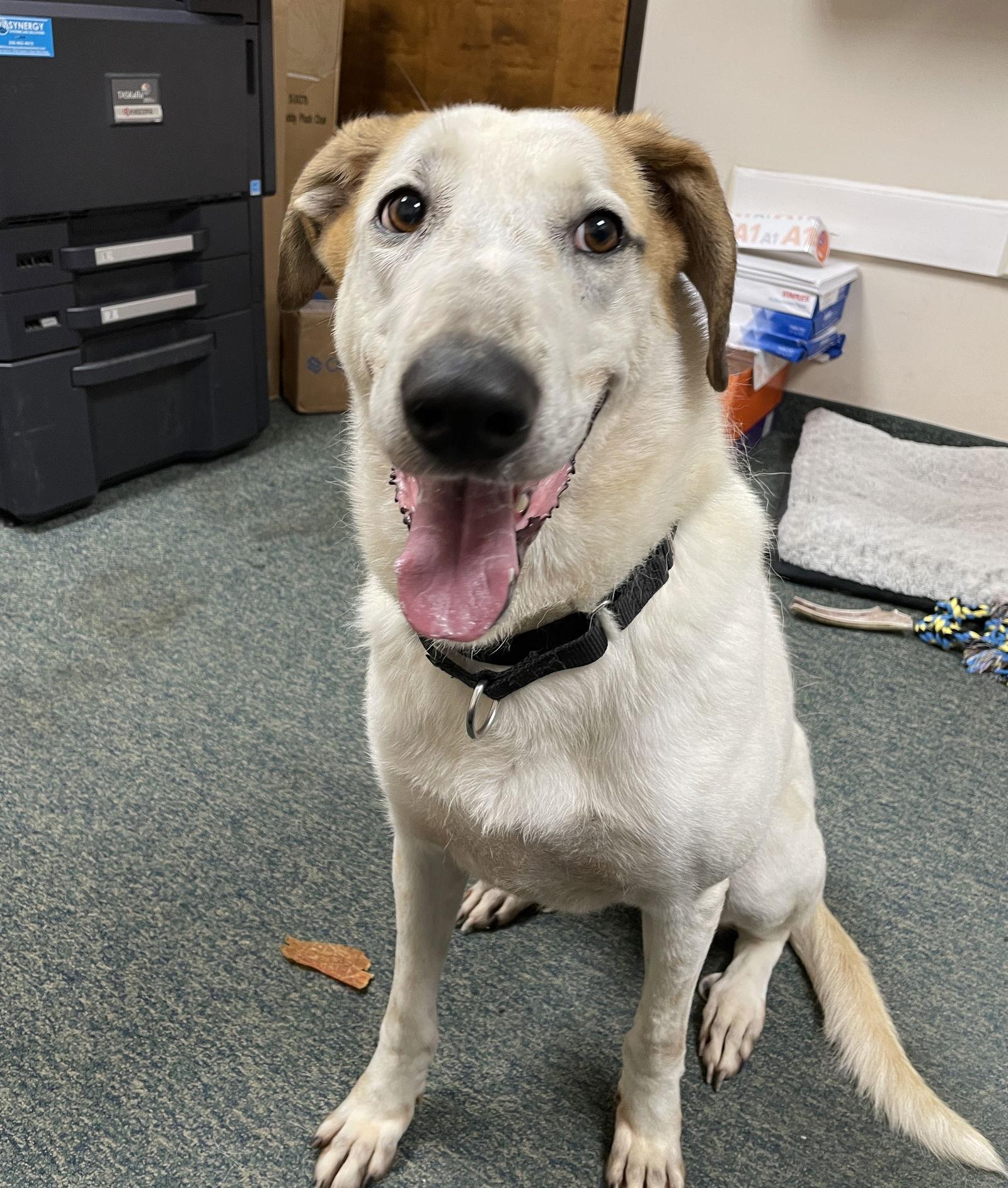 Fantasia, a Adoptable Mixed Breed in Thomasville, NC image 3/3