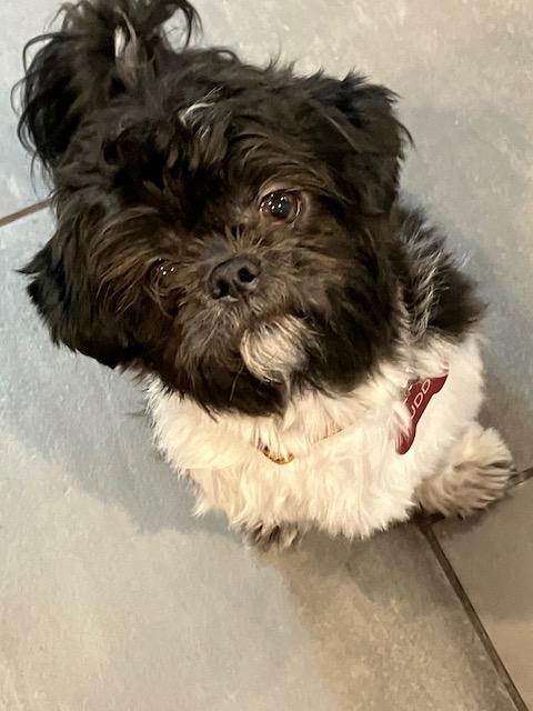Enlarge Thumper, an adopted Shih Tzu in Fanwood, NJ image 1/4