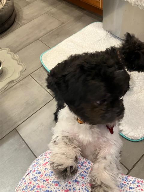 Enlarge Thumper, an adopted Shih Tzu in Fanwood, NJ image 2/4