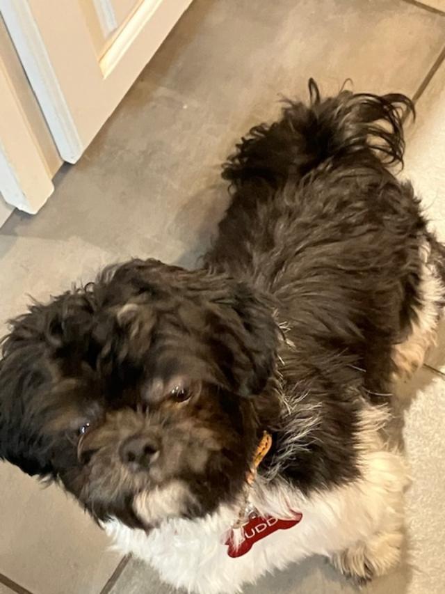 Enlarge Thumper, an adopted Shih Tzu in Fanwood, NJ image 3/4