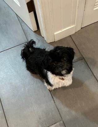 Enlarge Thumper, an adopted Shih Tzu in Fanwood, NJ image 4/4